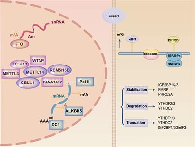 A new perspective on hematological malignancies: m6A modification in immune microenvironment